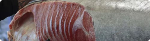 El Ronqueo del Atún, la Tradición Gastronómica que Conquista Andalucía, una tradición con siglos de historia